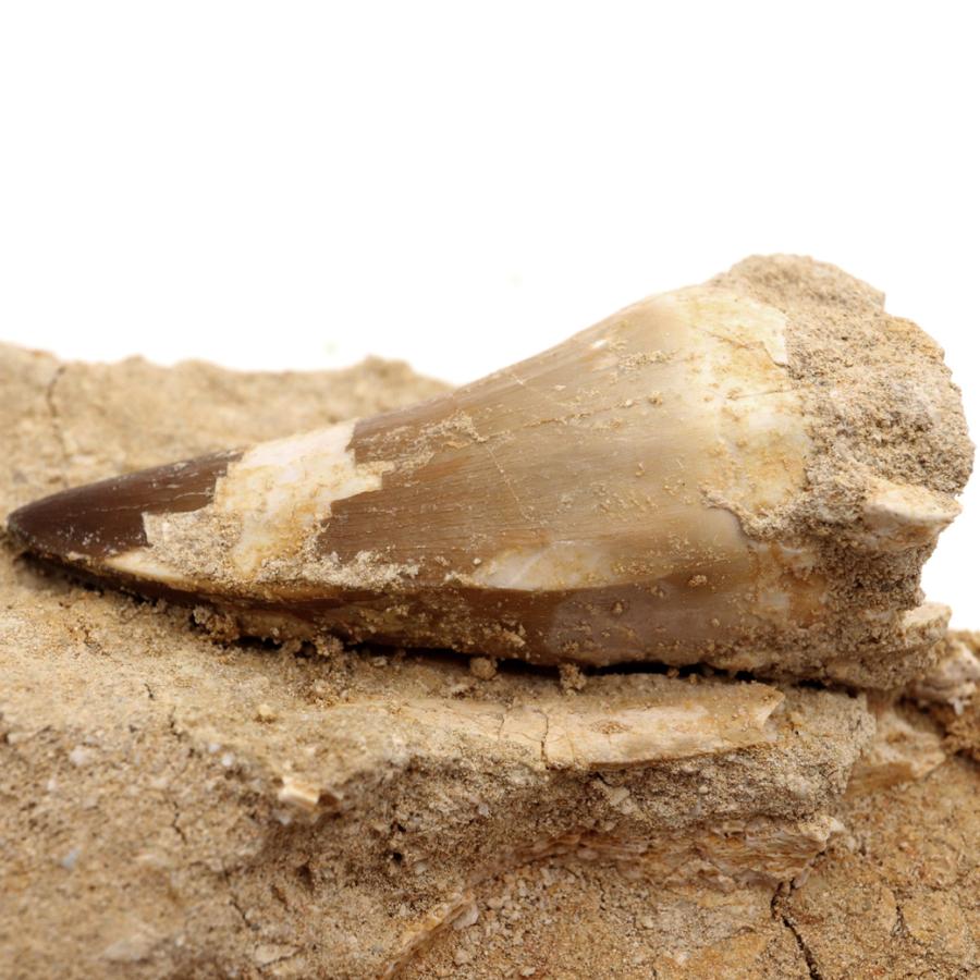 モササウルス 化石 牙 歯 骨 本物 モロッコ産 母岩付き 198g 1点もの