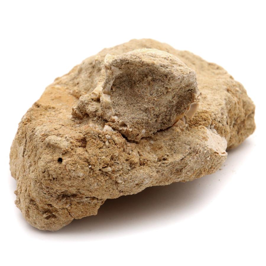 モササウルス 化石 牙 歯 骨 本物 モロッコ産 母岩付き 198g 1点もの