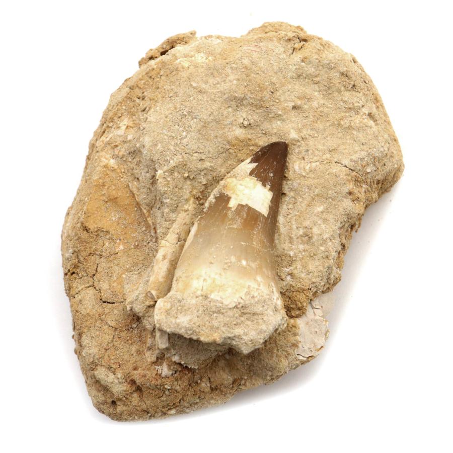 モササウルス 化石 牙 歯 骨 本物 モロッコ産 母岩付き 198g 1点もの