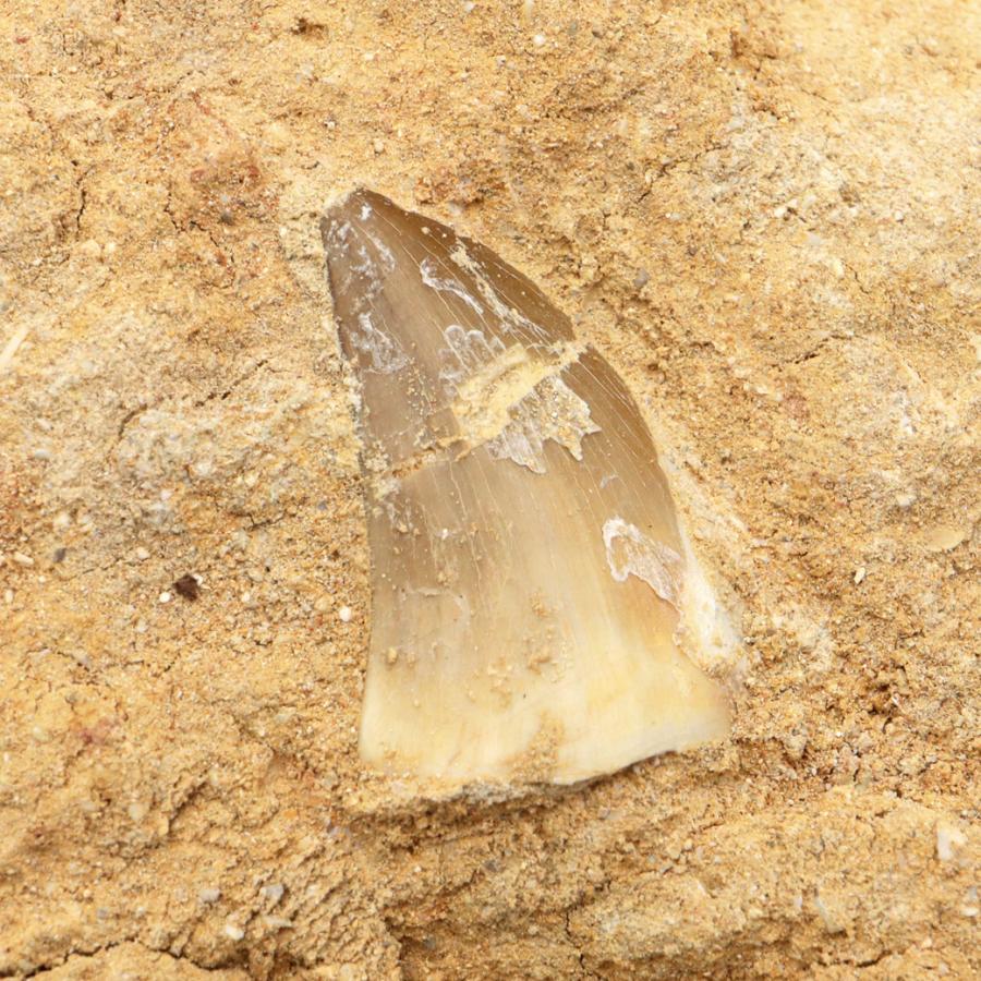 モササウルス 化石 牙 歯 骨 本物 モロッコ産 母岩付き 324g 1点もの