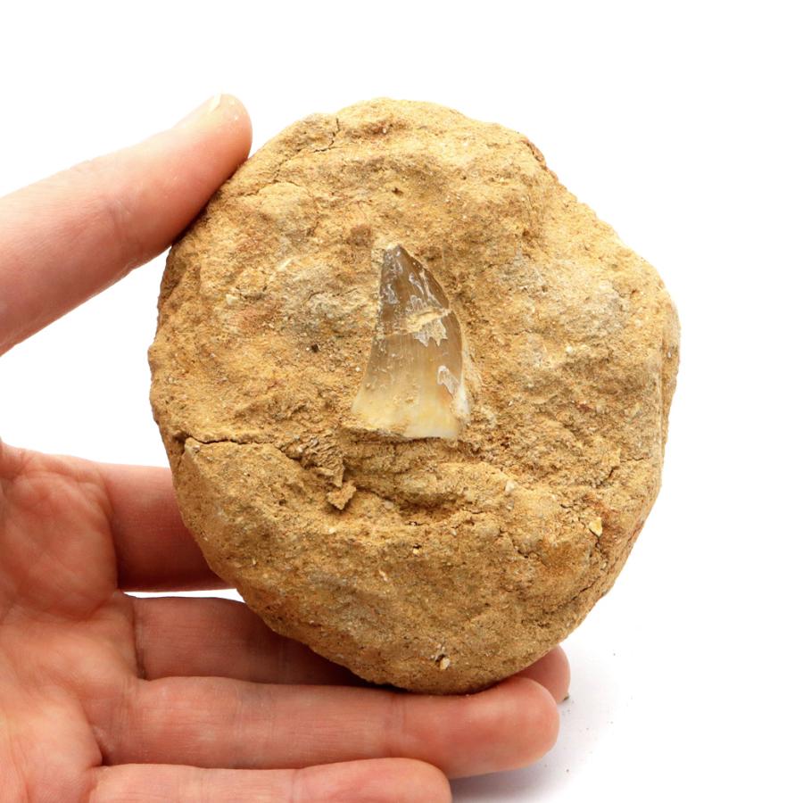 モササウルス 化石 牙 歯 骨 本物 モロッコ産 母岩付き 324g 1点もの