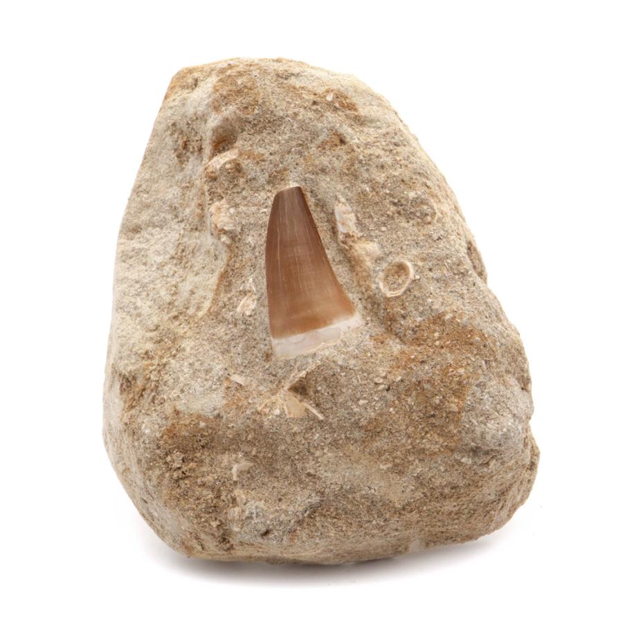 モササウルス 化石 牙 歯 骨 本物 モロッコ産 母岩付き 244g 1点