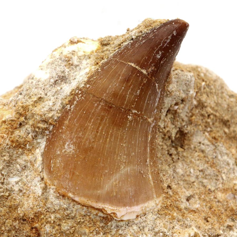 モササウルス 化石 牙 歯 骨 本物 モロッコ産 母岩付き 212g 1点もの