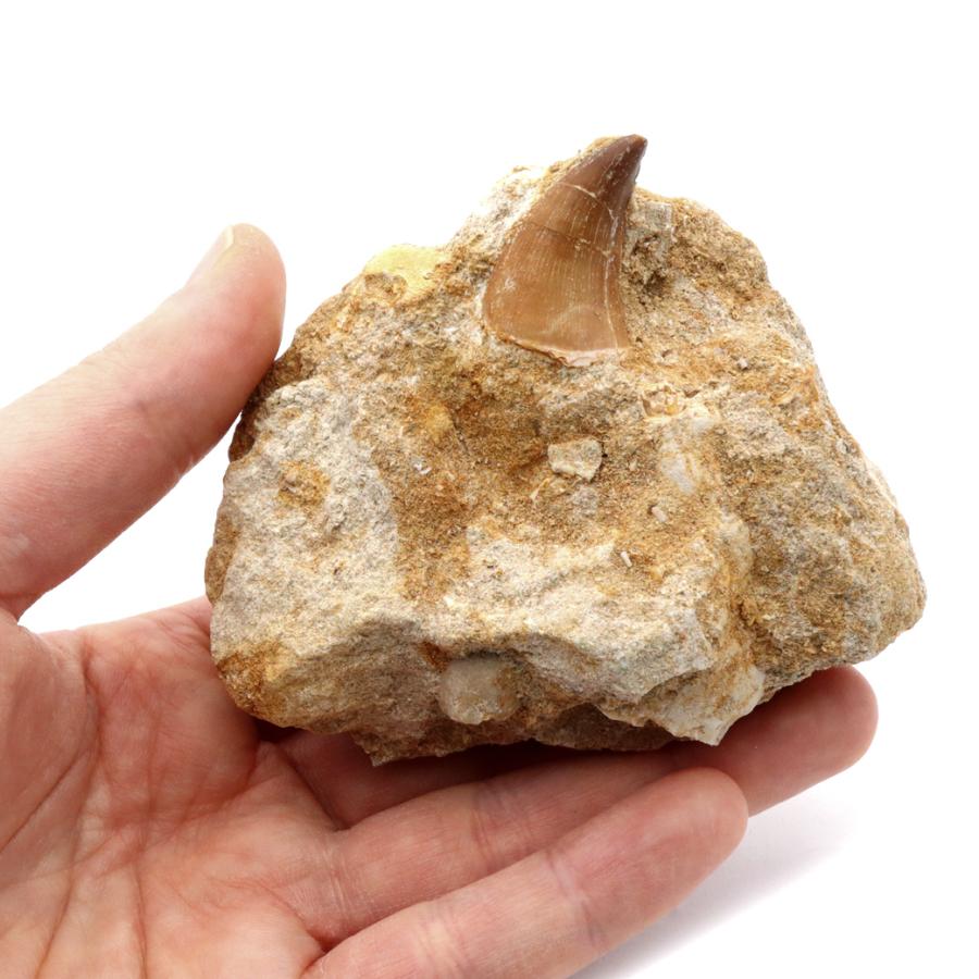 モササウルス 化石 牙 歯 骨 本物 モロッコ産 母岩付き 212g 1点もの