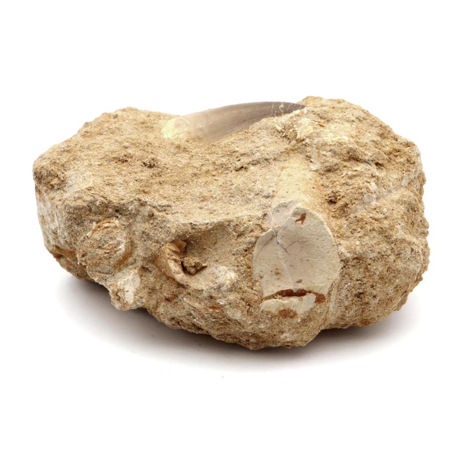 モササウルス 化石 牙 歯 骨 本物 モロッコ産 母岩付き 372g 1点もの