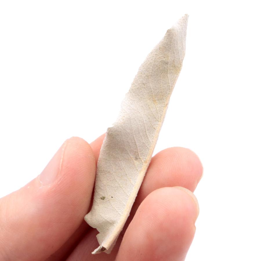 GOLD STONE ホワイトセージ 枝無し 選別済み 無農薬 オーガニック