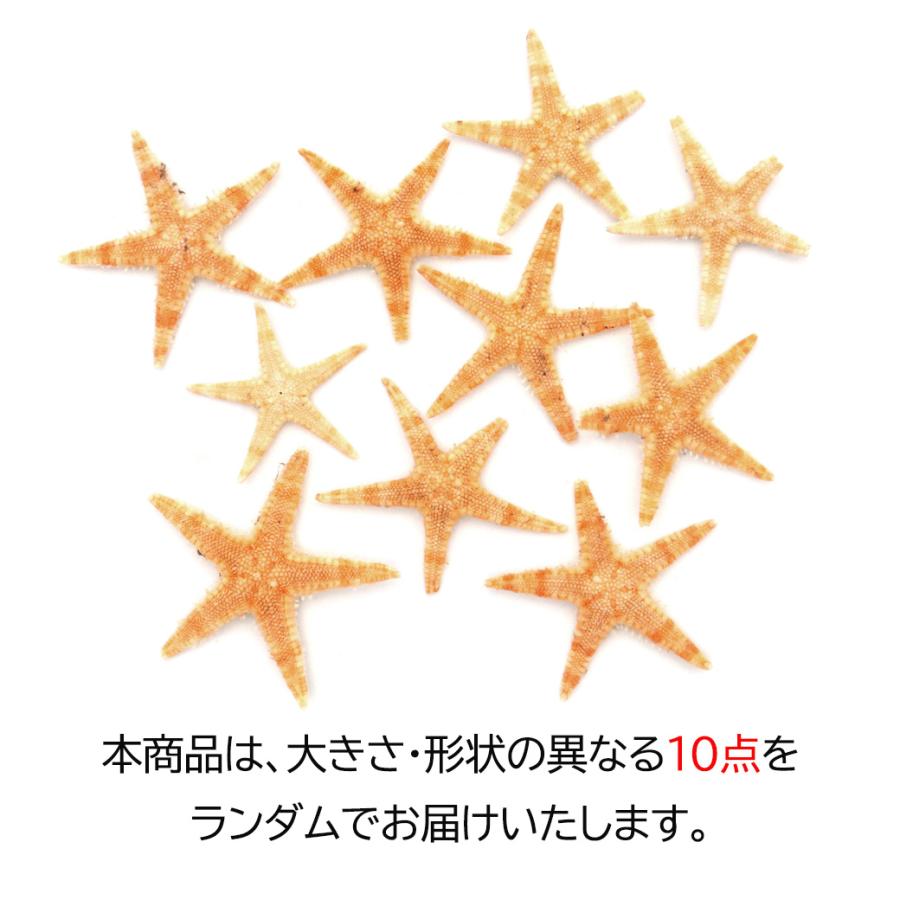 星　ヒトデ　海　天然素材　ミニヒトデ　小さいヒトデ　小さい貝殻　レジン　アート Amazon | 天然ヒトデ ビーチヒトデ 貝殻 ビーチクラフトDIY 装飾