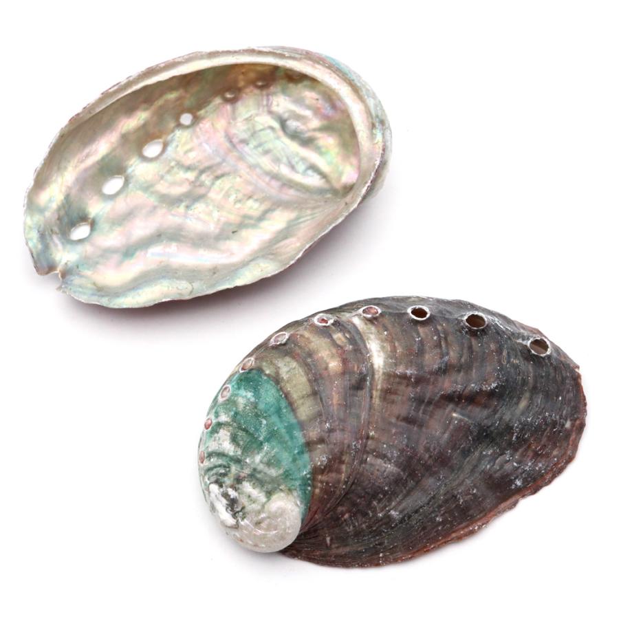 GOLD STONE 貝殻 パーツ レジン アバロンシェル 10個 サイズMix 4-6cm