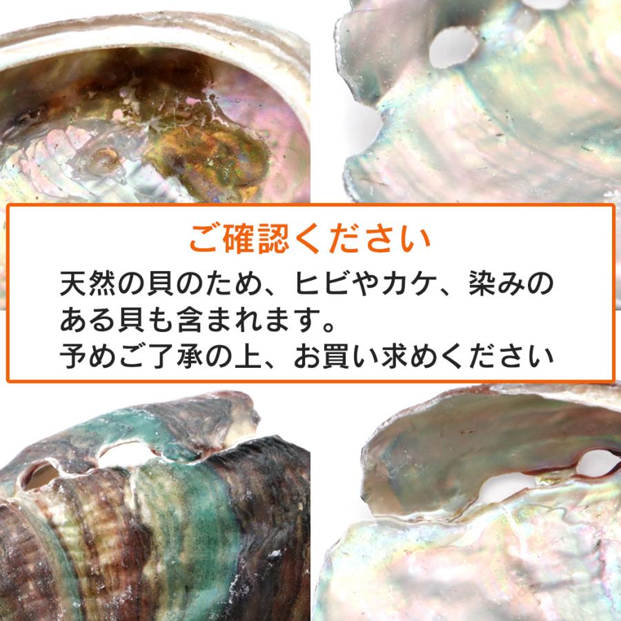 GOLD STONE 貝殻 パーツ レジン アバロンシェル 10個 サイズMix 4-6cm