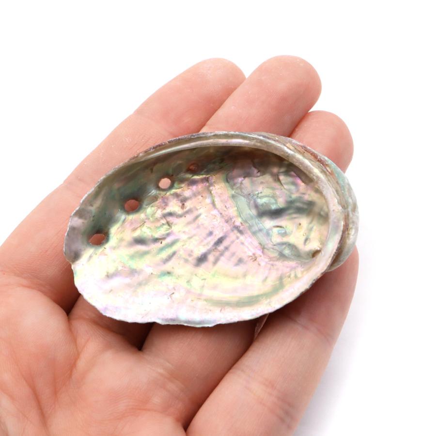 GOLD STONE 貝殻 パーツ レジン アバロンシェル 10個 サイズMix 4-6cm