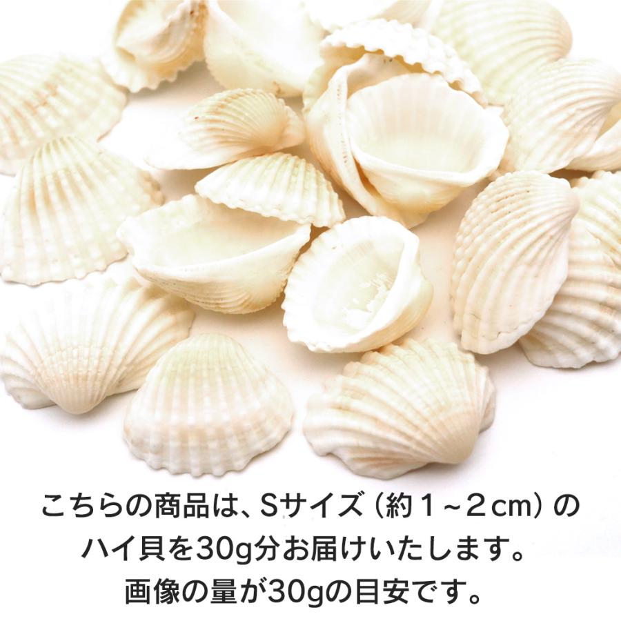 GOLD STONE 貝殻 パーツ レジン ハイガイ 30g Sサイズ 1-2cm前後