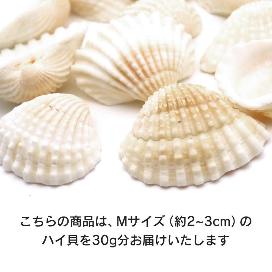 GOLD STONE 貝殻 パーツ レジン ハイガイ 30g Mサイズ 2-3cm前後