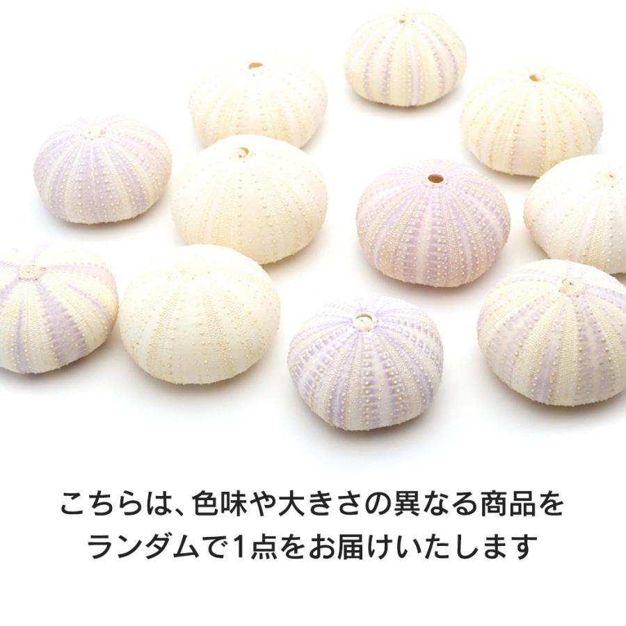 ウニ 殻 パーツ 貝殻 1個 シラヒゲウニ バイオレットウーチン 4-5cm