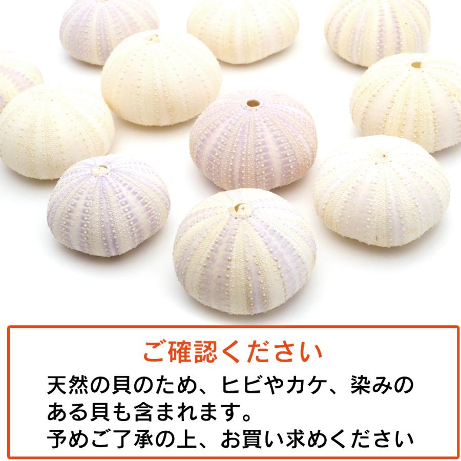 ウニ 殻 パーツ 貝殻 1個 シラヒゲウニ バイオレットウーチン 4-5cm