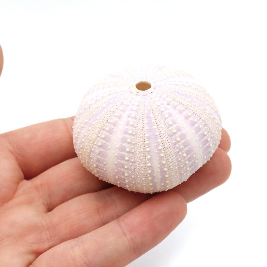 ウニ 殻 パーツ 貝殻 1個 シラヒゲウニ バイオレットウーチン 4-5cm