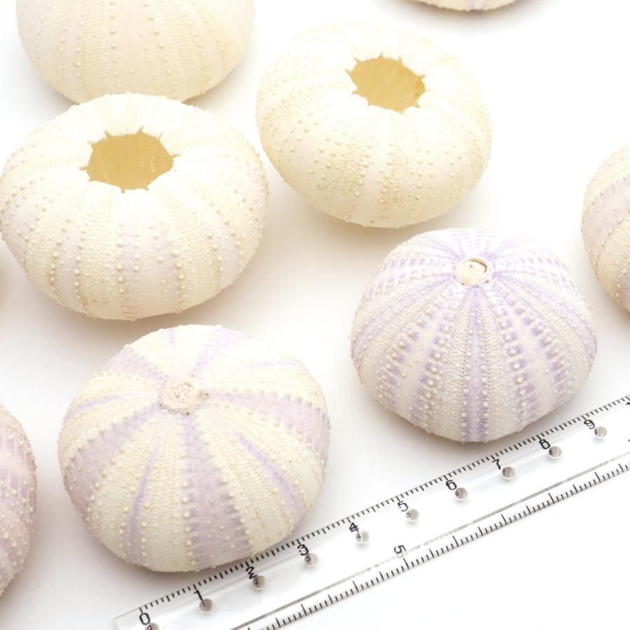 ウニ 殻 パーツ 貝殻 1個 シラヒゲウニ バイオレットウーチン 4-5cm