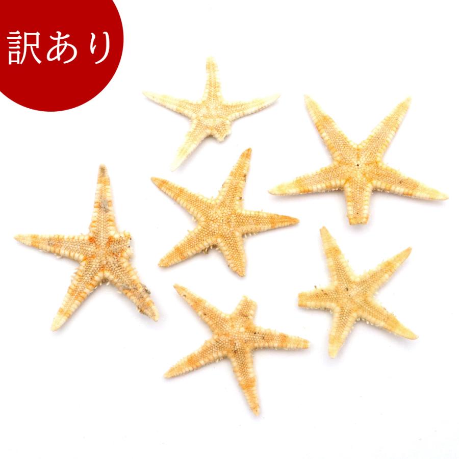 星　ヒトデ　海　天然素材　ミニヒトデ　小さいヒトデ　小さい貝殻　レジン　アート 星 ヒトデ 海 天然素材 ミニヒトデ 小さいヒトデ 小さい貝殻
