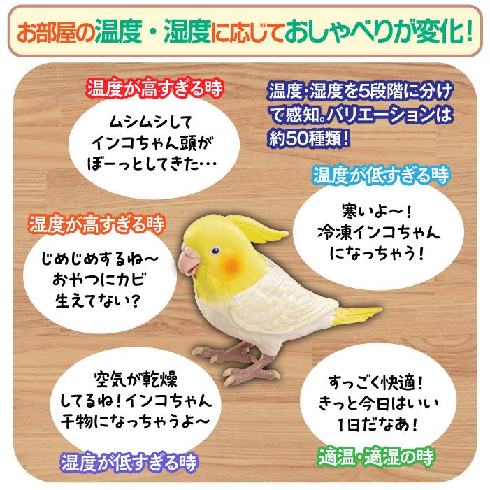 もっとおしゃべり天才オカメインコちゃん 手のり オカメインコ
