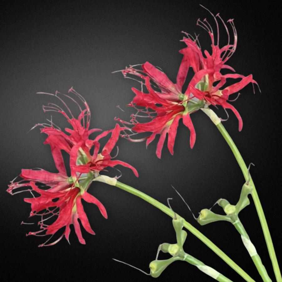 Leap Raupe 彼岸花 造花 曼珠沙華 (2本, 赤) : Good-Item 4号店 - 通販