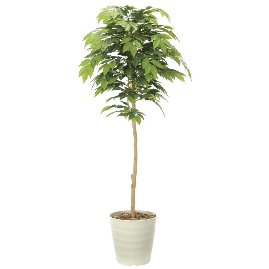 超特価激安 造花 観葉植物 ケヤキ160cm 光触媒 空気清浄 インテリア グリーン 鉢植え 楽天ランキング1位 Www Maxipiso Com Ar