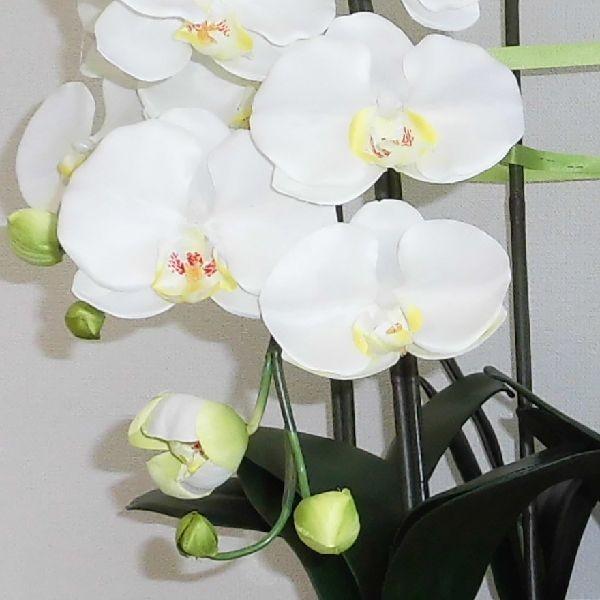 造花の胡蝶蘭 トラッド鉢植 L(大)サイズ-5本立 /白(リップ黄) 光触媒 空気清浄 アートフラワーの画像