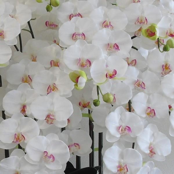 造花の胡蝶蘭 トラッド鉢植 L(大)サイズ-5本立 /白(リップ薄赤) 光触媒 空気清浄 アートフラワーの画像