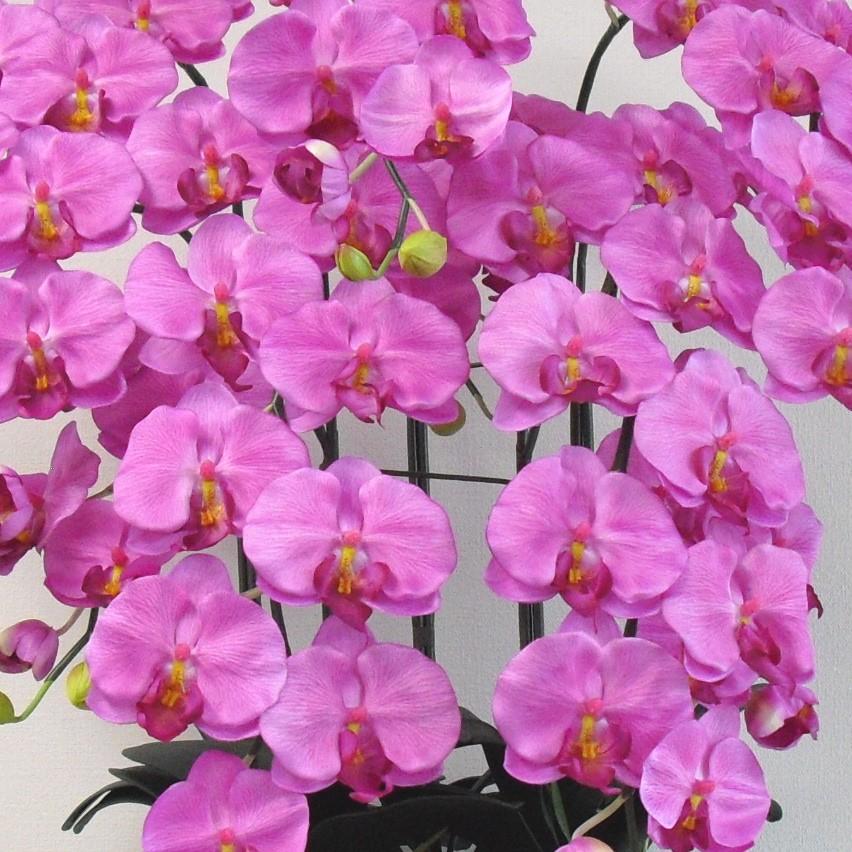 造花の胡蝶蘭 トラッド鉢植 L(大)サイズ-5本立 /赤(オーキッド色) 光触媒 空気清浄 アートフラワーの画像