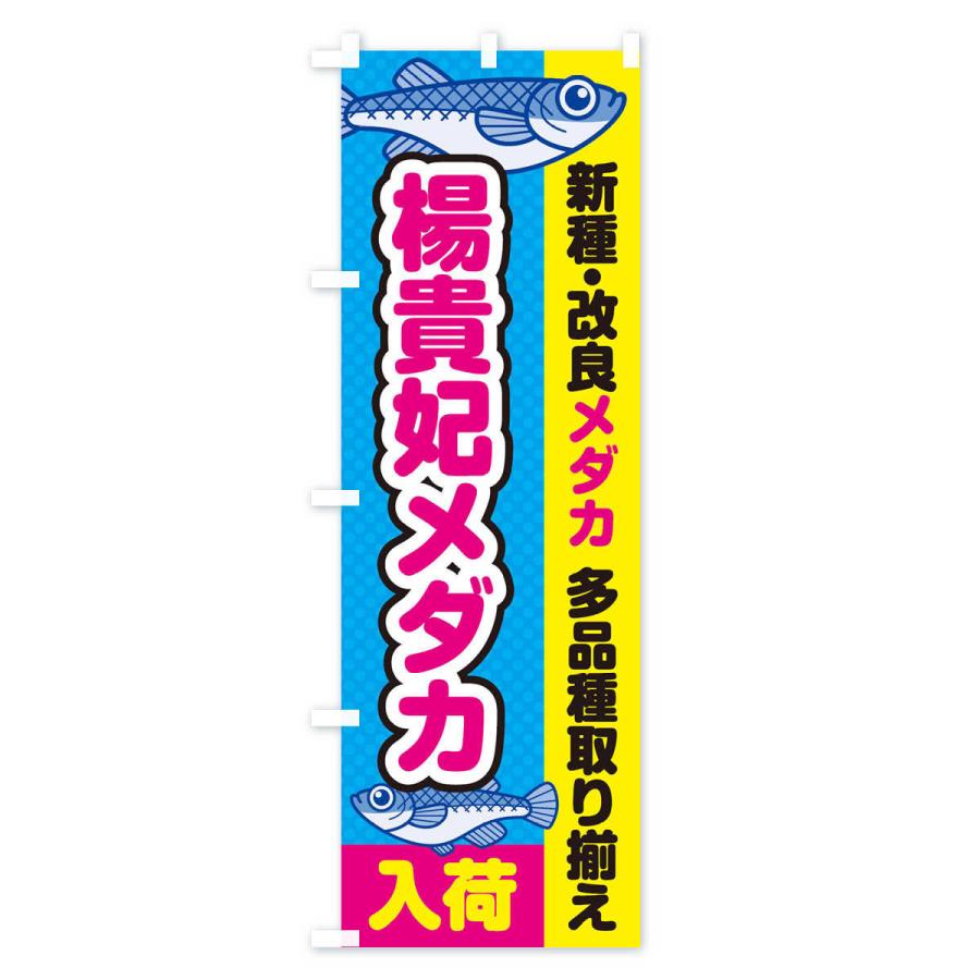 のぼり旗 楊貴妃メダカ／入荷／新種・改良メダカ｜goods-pro｜02