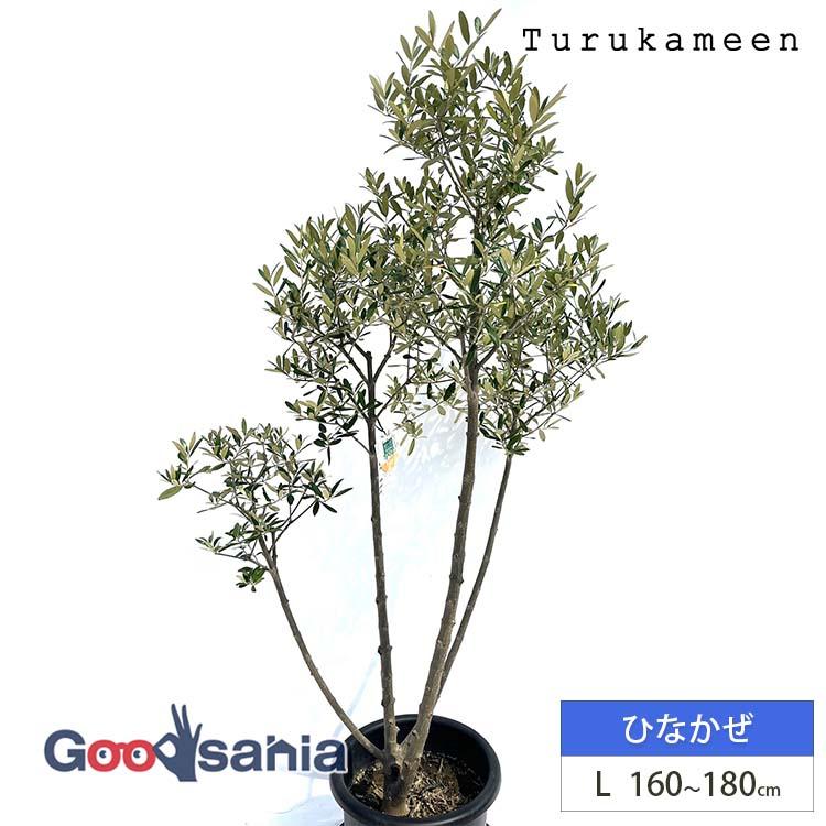鶴亀園 オリーブの木 ひなかぜ Large (約160~180cm) : Goodsaniaマック 