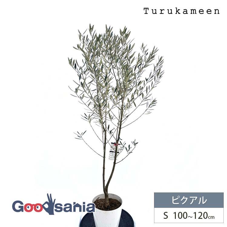 鶴亀園 オリーブの木 ピクアル Small (約100~120cm) : Goodsaniaマック