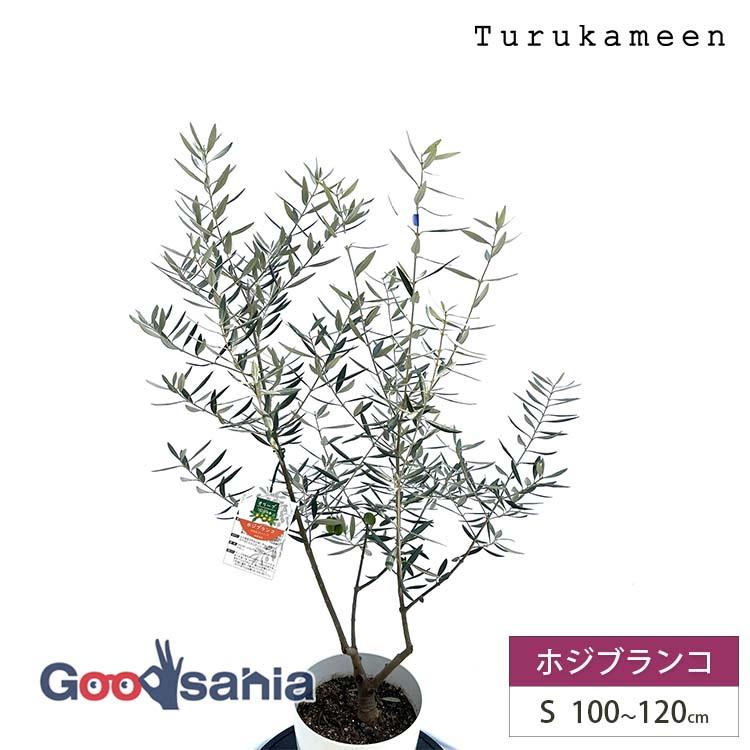 鶴亀園 オリーブの木 ホジブランコ Small (約100~120cm) : Goodsania