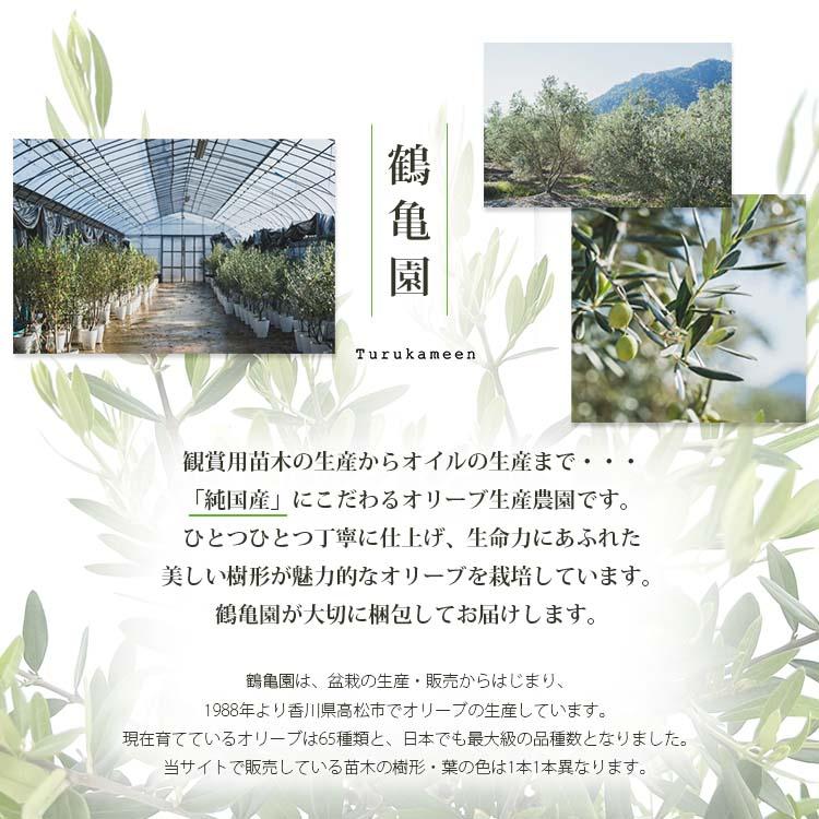 鶴亀園 オリーブの木 ひなかぜ 玉造り・スタンド仕立て Mサイズ 約120