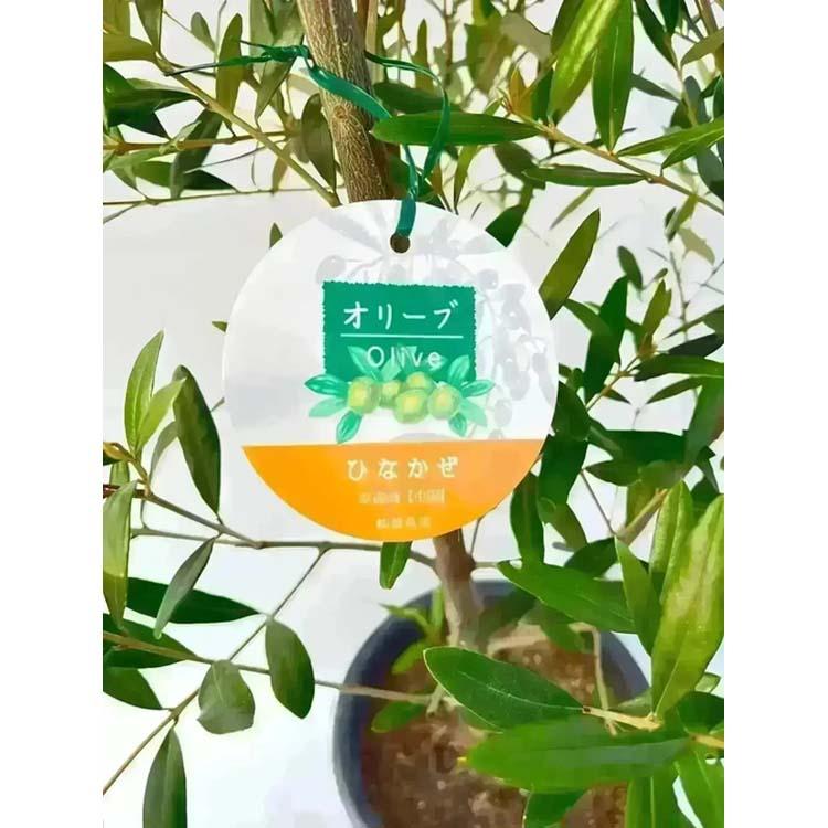 鶴亀園 オリーブの木 ひなかぜ 玉造り・スタンド仕立て Lサイズ 約150