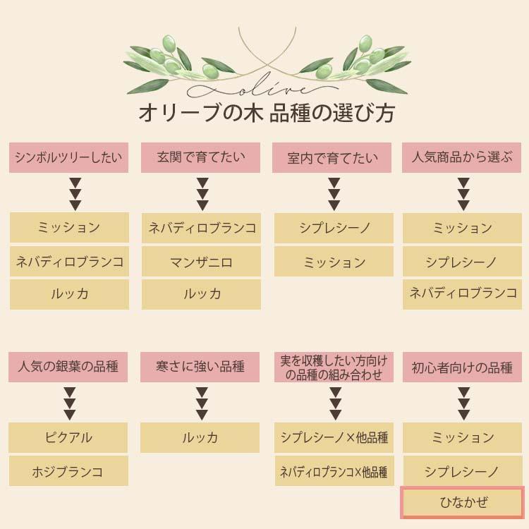 鶴亀園 オリーブの木 ひなかぜ 玉造り・スタンド仕立て Lサイズ 約150