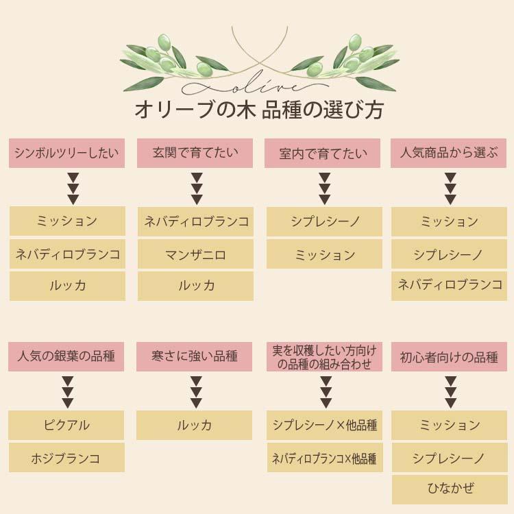 鶴亀園 オリーブの木 おまかせオリーブ XS 人気8品種から厳選お届け