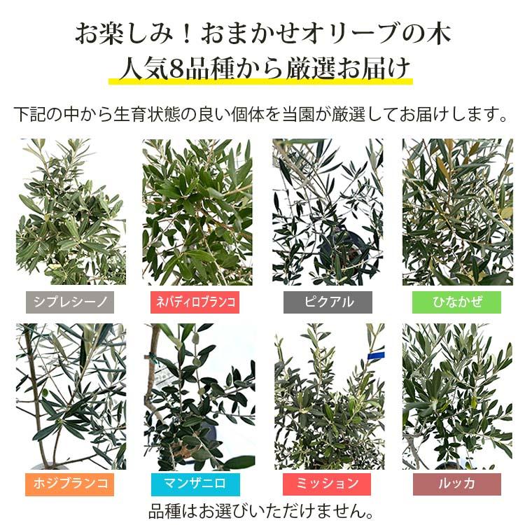 鶴亀園 オリーブの木 おまかせオリーブ XS 人気8品種から厳選お届け