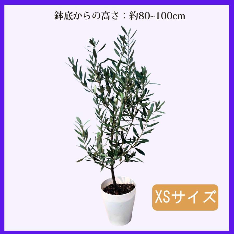 鶴亀園 オリーブの木 おまかせオリーブ XS 人気8品種から厳選お届け