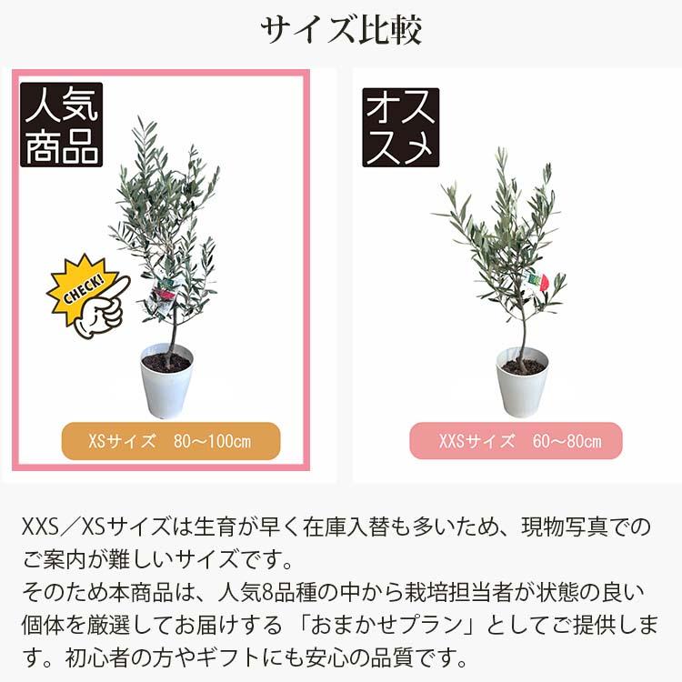 鶴亀園 オリーブの木 おまかせオリーブ XS 人気8品種から厳選お届け