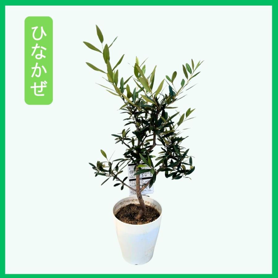 鶴亀園 オリーブの木 おまかせオリーブ XS 人気8品種から厳選お届け