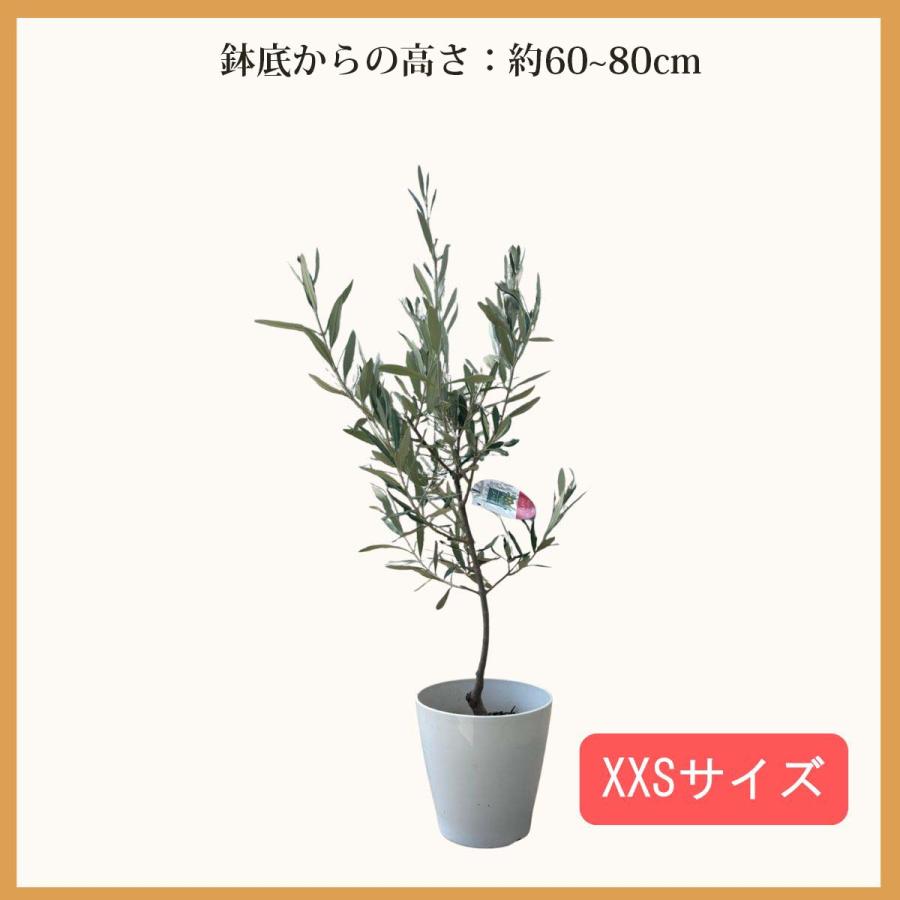 オリーブ苗木 植物 オリーブ ミッション 庭 JAJA オリーブの木