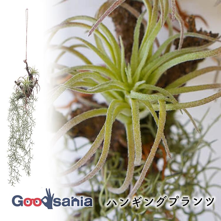 ポッシュリビング フェイクグリーン ハンギングプランツ 約H80(55)cm グリーン 80975（Yahoo!・Goodsaniaマック土居店）