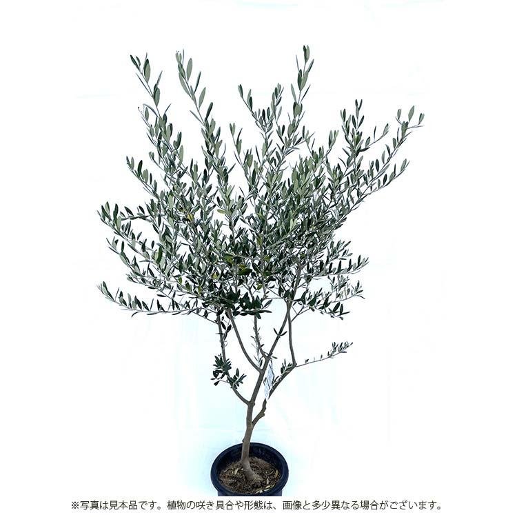鶴亀園 オリーブの木 ルッカ Large (約160~180cm) : Goodsaniaマック