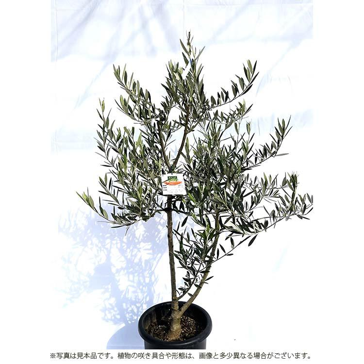 鶴亀園 オリーブの木 ホジブランコ Large (約160~180cm) : Goodsania