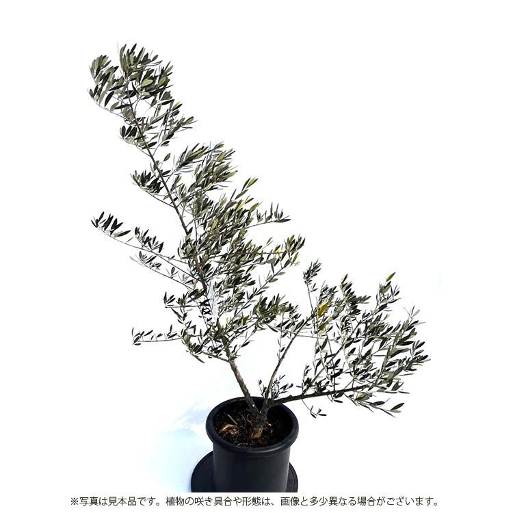 鶴亀園 オリーブの木 ホジブランコ Large (約160~180cm) : Goodsania