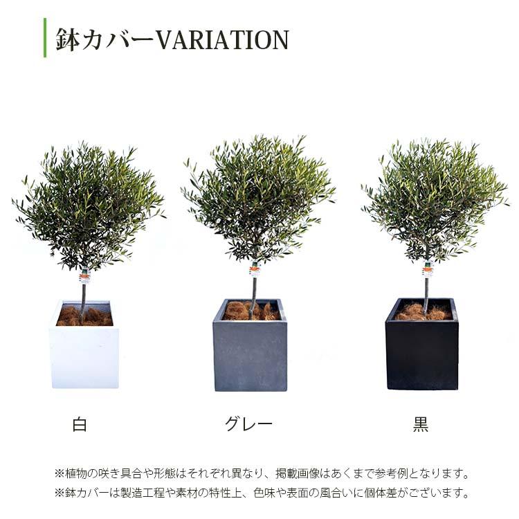 鶴亀園 【オリーブの木/鉢カバーセット】 ひなかぜ 玉造り・スタンド