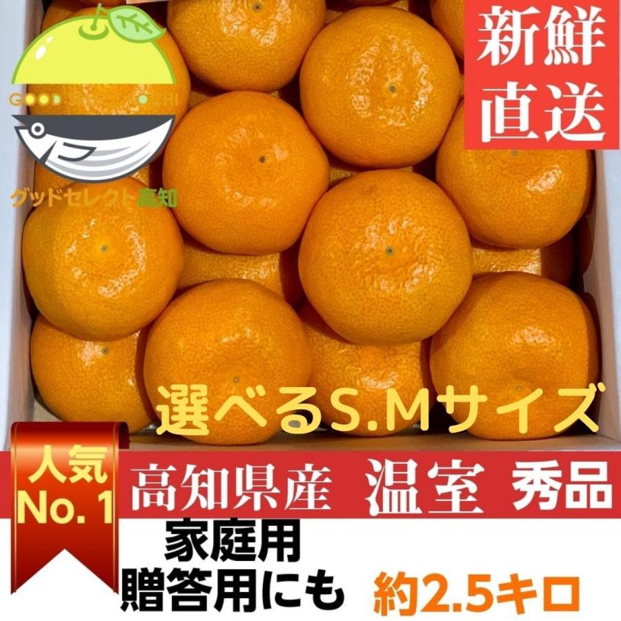 新しいコレクション お中元 みかん 温室 ハウス 山北みかん 約2.5kg 秀