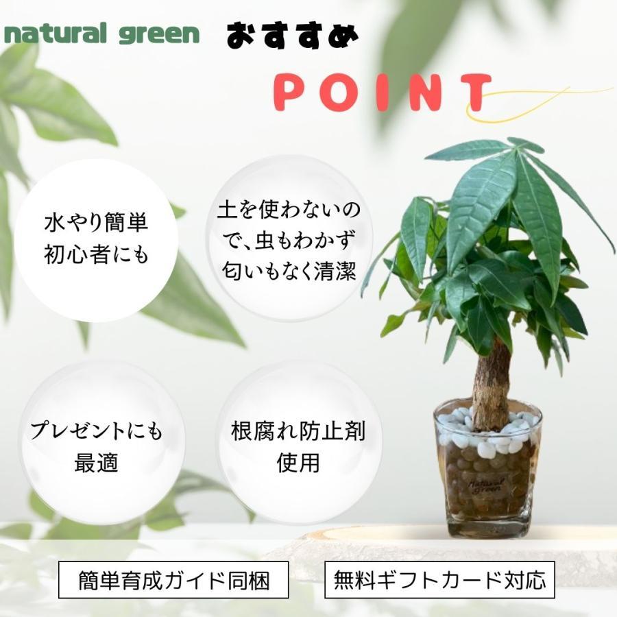 パキラ 土を使わない 観葉植物 ハイドロカルチャー ゼオライト