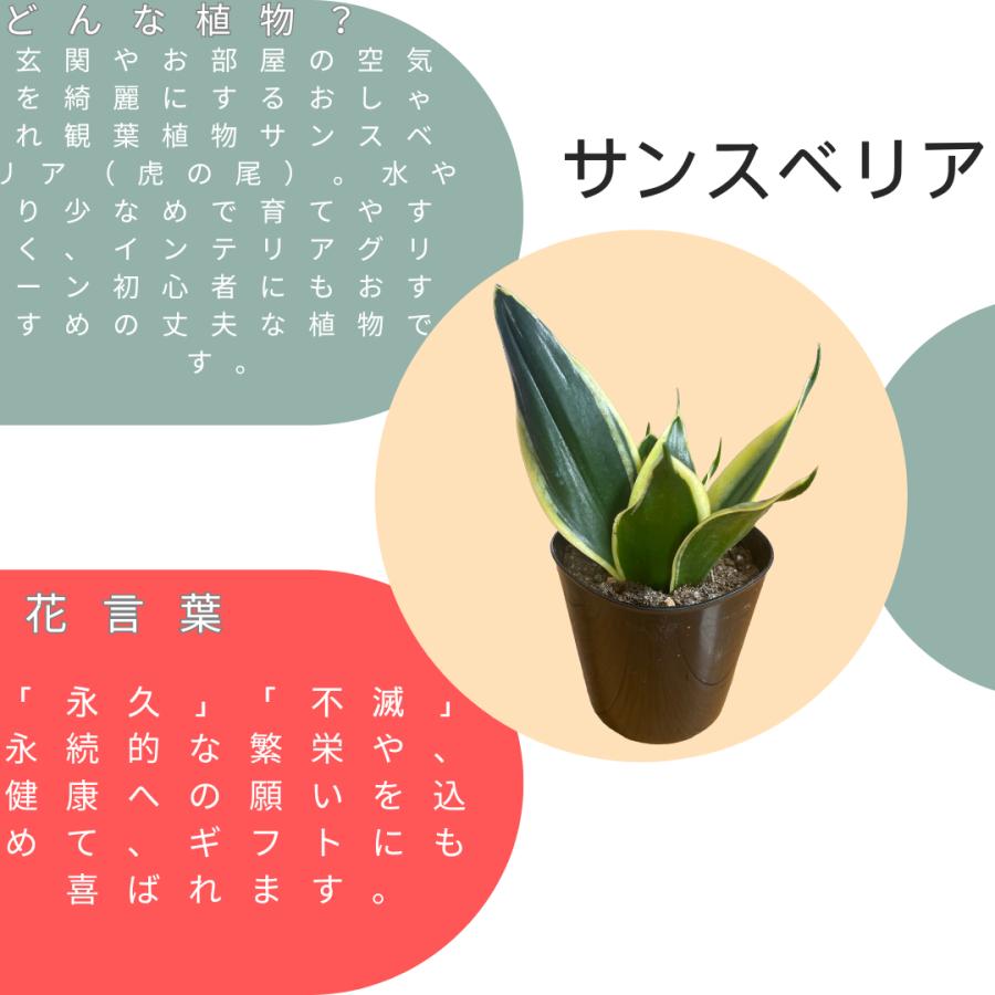 サンスベリア 3号ポット 観葉植物 鉢植え 苗 : グッドセレクト高知