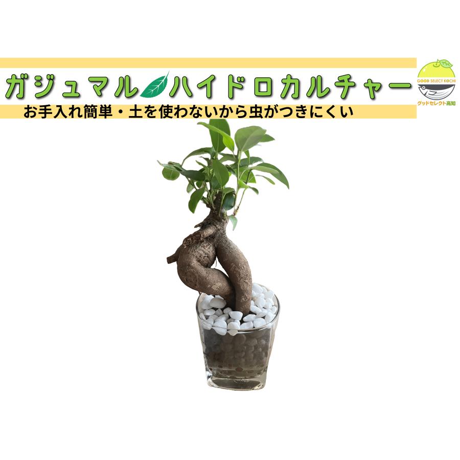 ガジュマル 土を使わない 観葉植物 ハイドロカルチャー ゼオライト