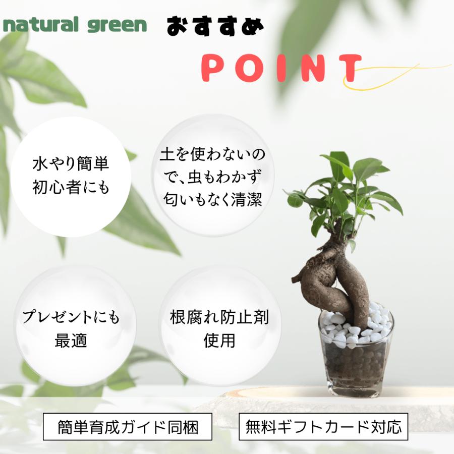 ガジュマル 土を使わない 観葉植物 ハイドロカルチャー ゼオライト